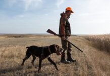 SHOCKING Proposal: Hunting Now a Crime? A man in hunting gear walking with a dog in a field during sunset