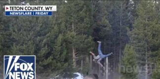 SHOCKING video: Bison sends tourist FLYING at Yellowstone National Park